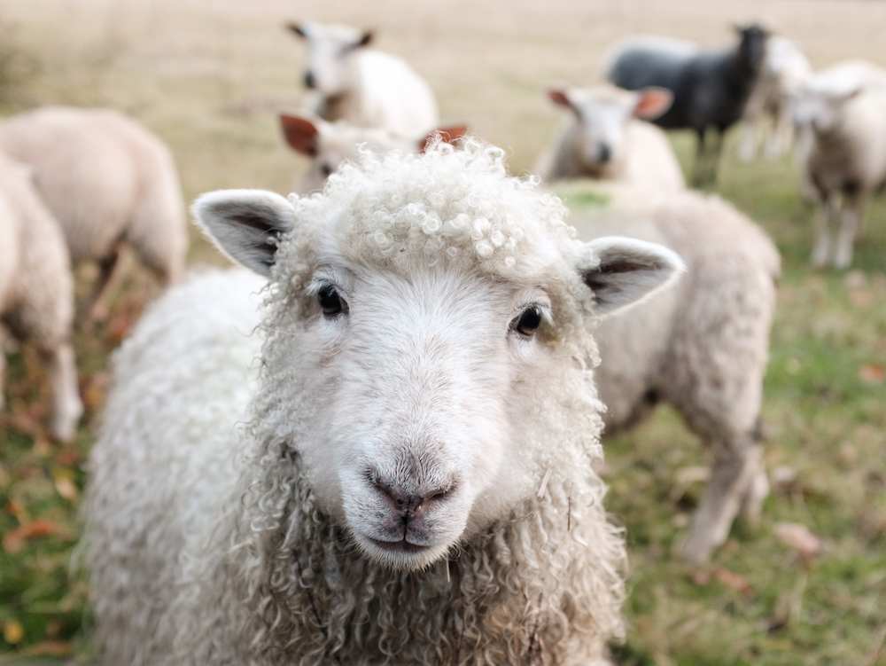 A shepherd looks closeup at a sheep.